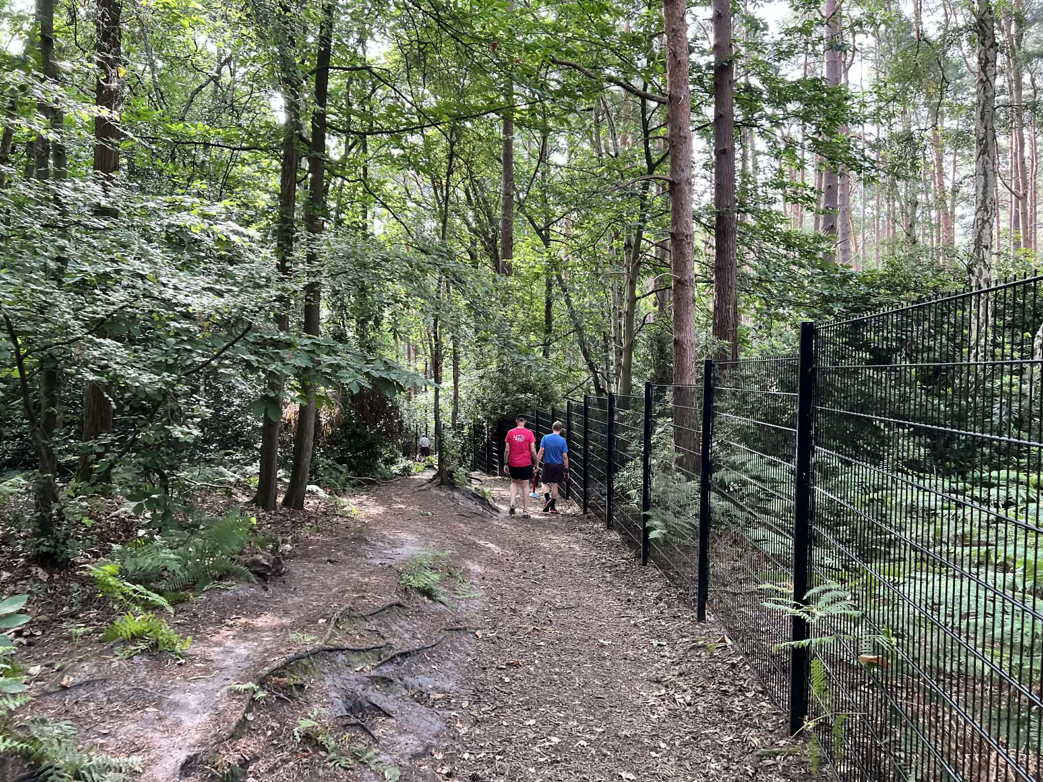 Narrow trail section at Homewood parkrun with exposed roots and fence alongside