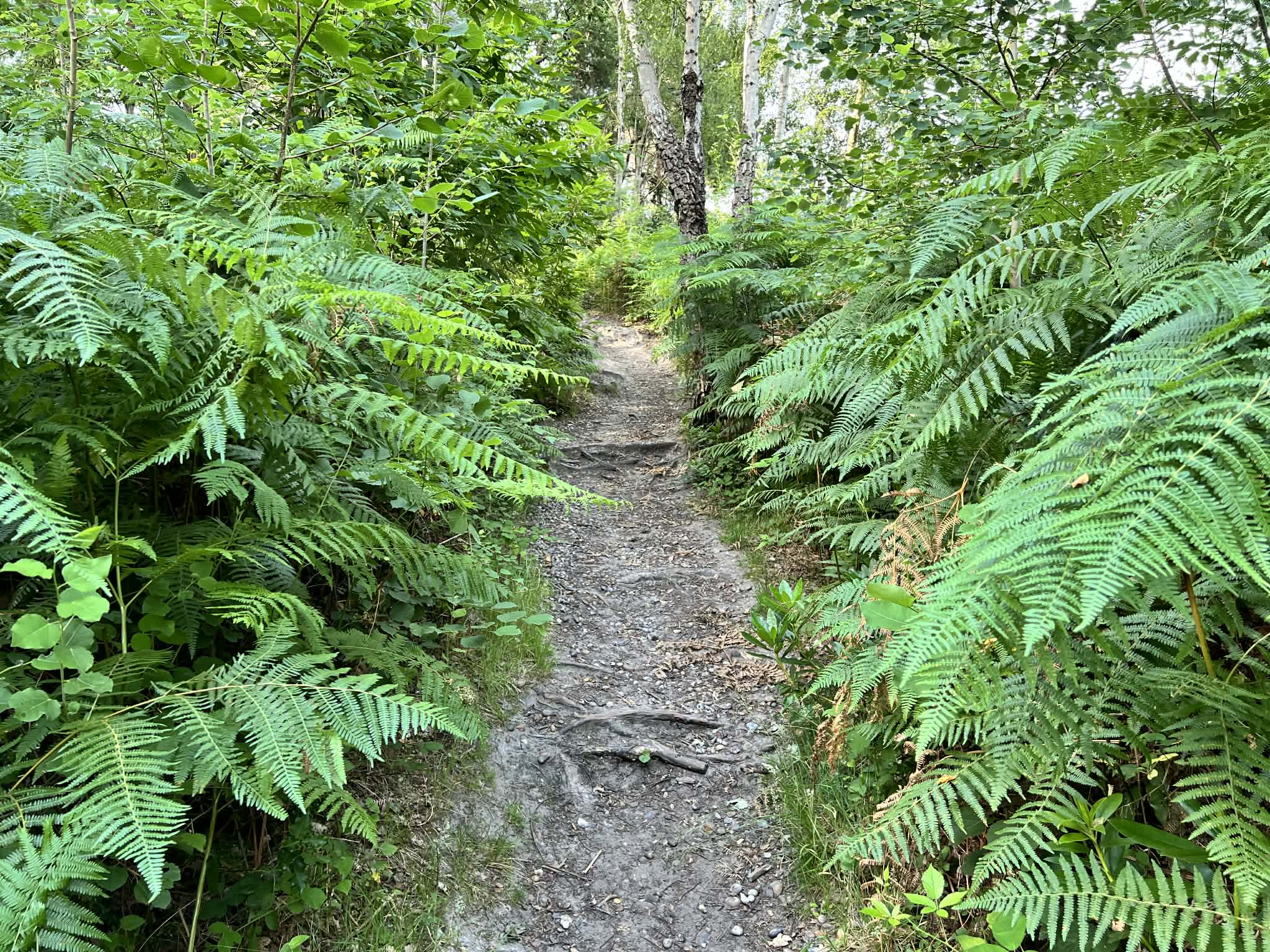 Narrow trail through ferns at Homewood parkrun showing exposed tree roots on the path