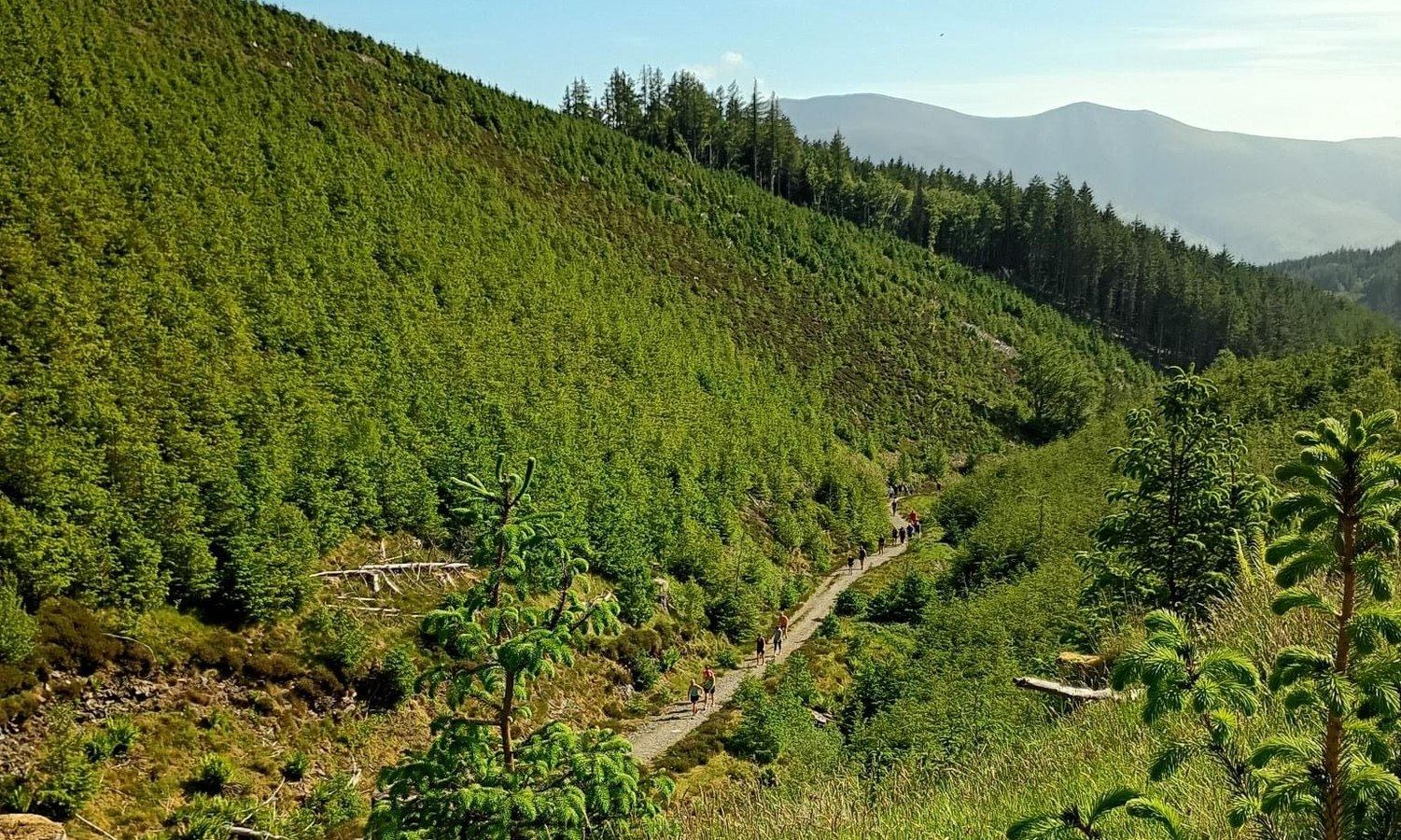 Whinlatter Forest parkrun course looking down the forest valley